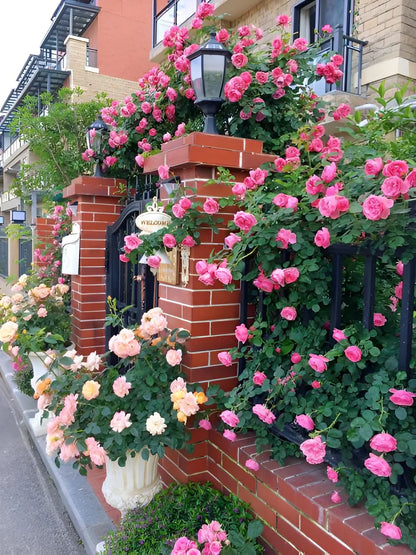 Elegant Climbing Rose Flower Seeds