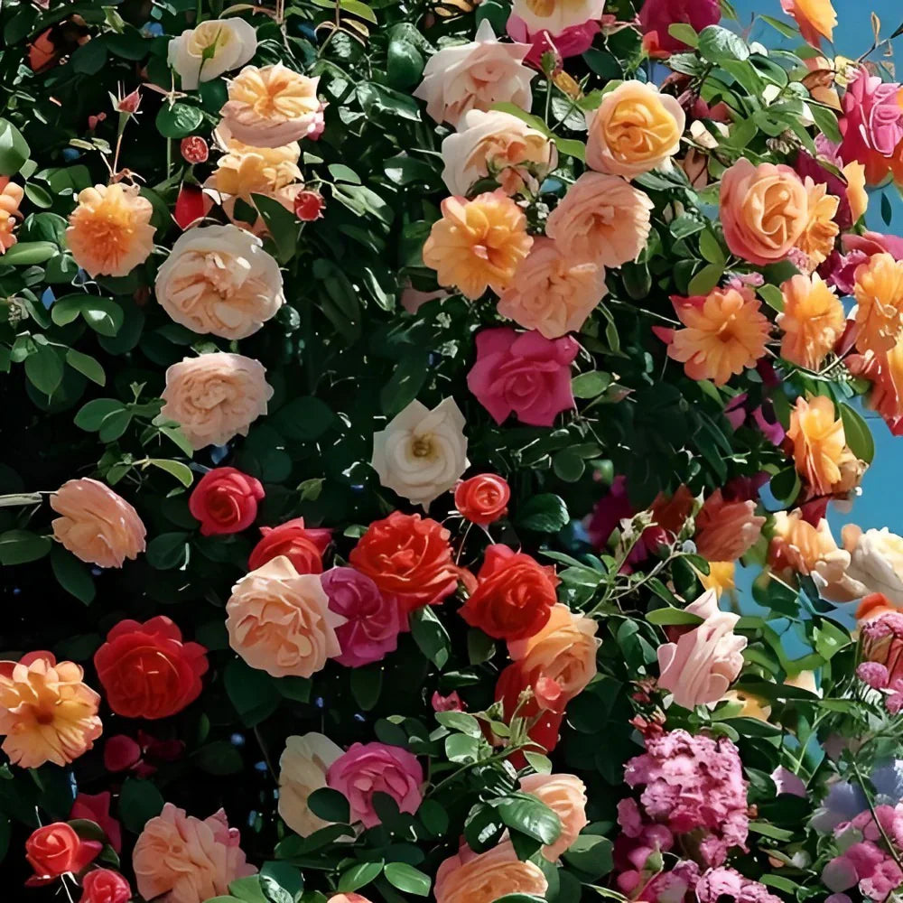 Elegant Climbing Rose Flower Seeds