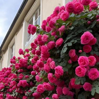 Elegant Climbing Rose Flower Seeds