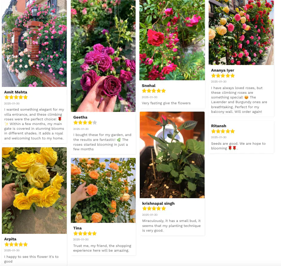 Elegant Climbing Rose Flower Seeds