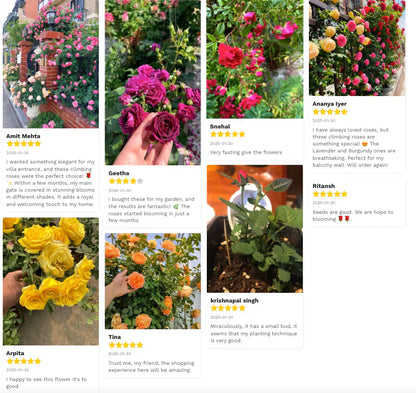 Elegant Climbing Rose Flower Seeds